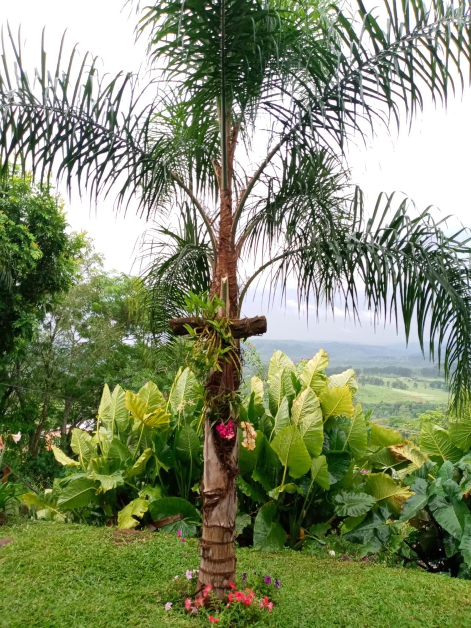 Palmeras El Soberbio
